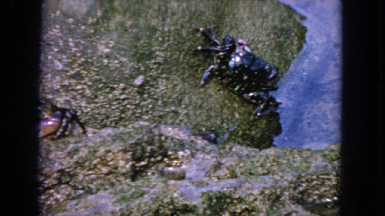1963 San Francisco home-movie frame showing a dark spotted crab on wet mossy rock beside shallow water.