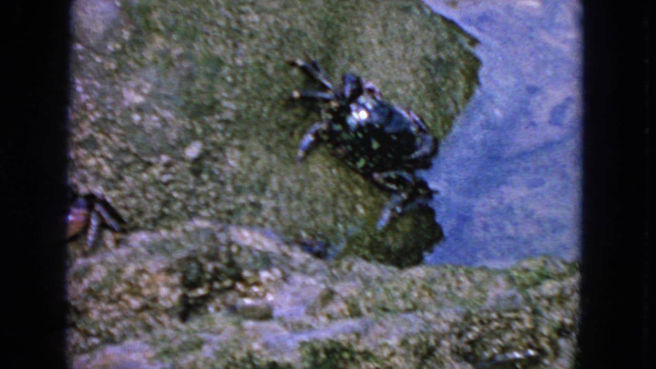 1963 San Francisco 8mm frame with a dark crab on a slick rock ledge and blue water visible behind it.