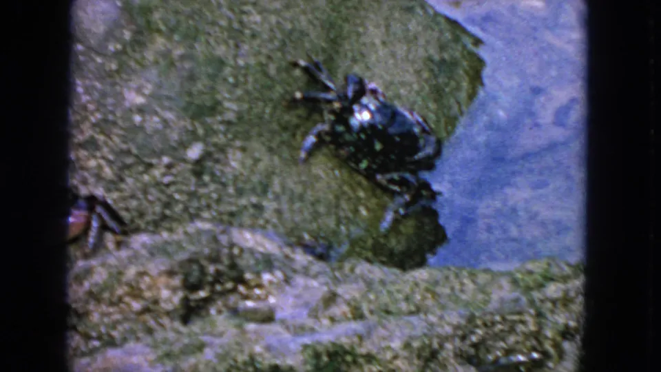 1963 San Francisco 8mm frame with a dark crab on a slick rock ledge and blue water visible behind it.