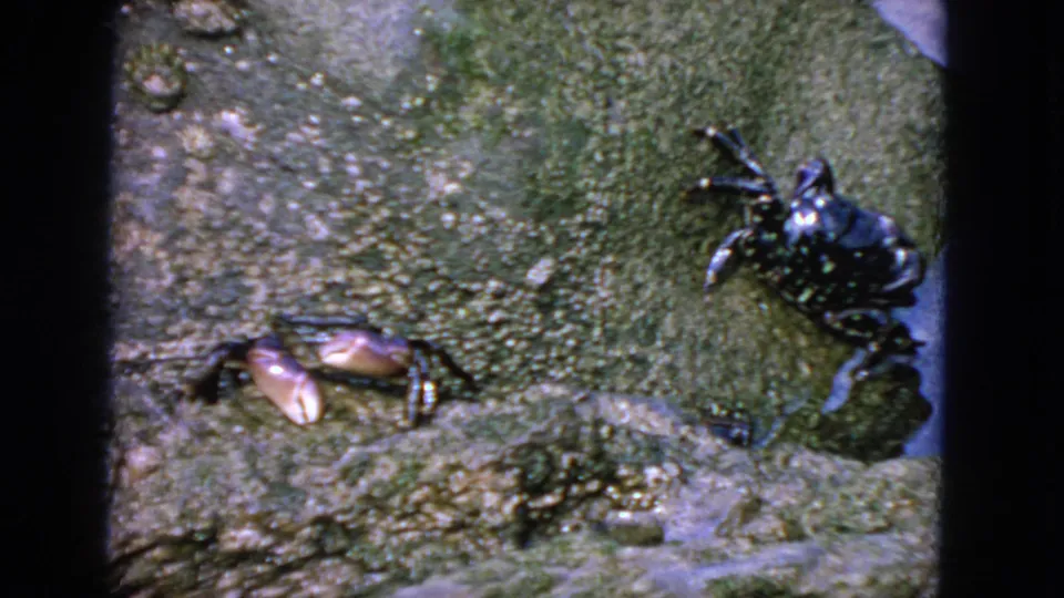1963 San Francisco home-movie frame showing a lighter crab with pinkish claws and a dark crab on damp coastal rocks.