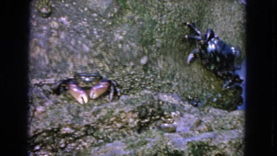1963 San Francisco 8mm frame showing two small crabs on wet mossy rock, the lighter crab centered and dark crab to the right.