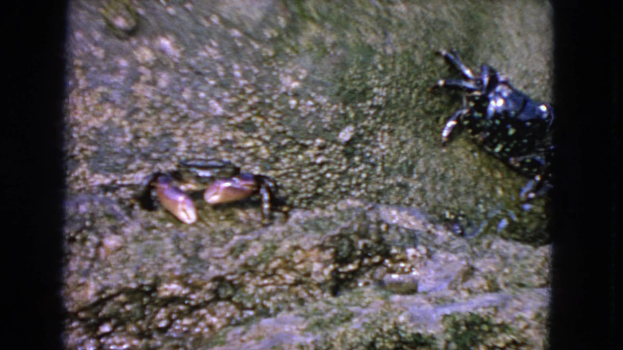 Two crabs on a wet mossy rock surface with black film borders.