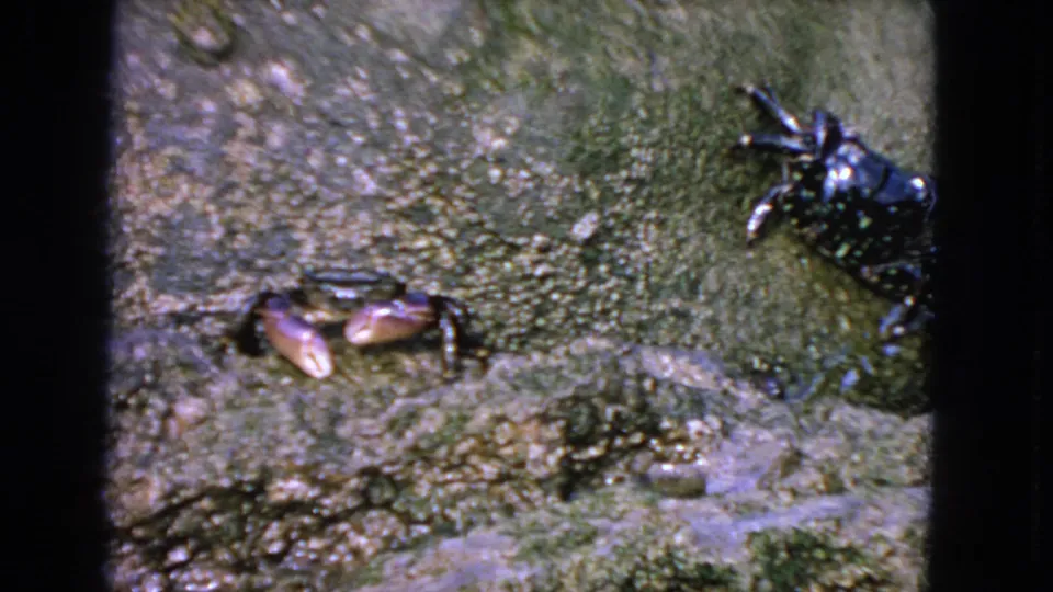 1963 San Francisco 8mm frame showing two crabs on damp, textured stone with mossy areas and visible film-frame edges.
