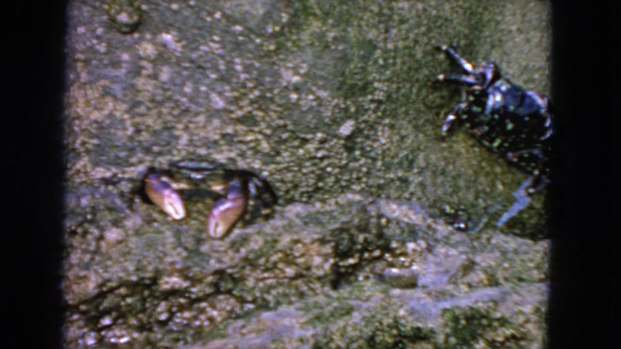 1963 San Francisco 8mm frame with a small crab and a darker spotted crab on wet rock, framed by black film edges.