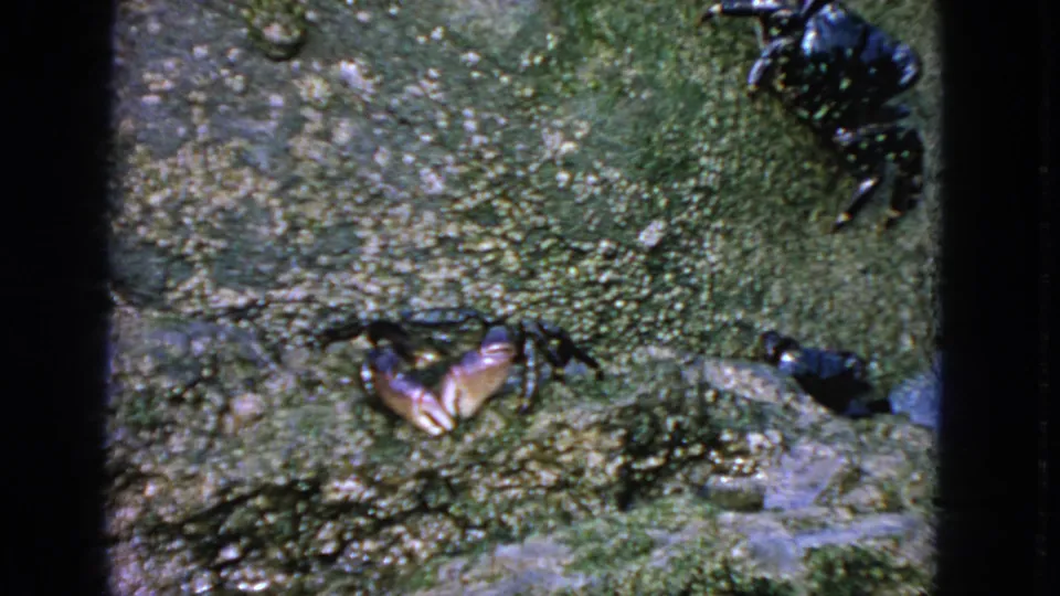 1963 San Francisco 8mm frame showing crabs separated across a slick, mossy stone surface with shallow water patches.