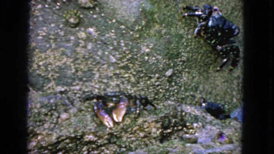 1963 San Francisco 8mm frame of crabs on damp rock, including a dark spotted crab near the frame edge and lighter claws at lower left.