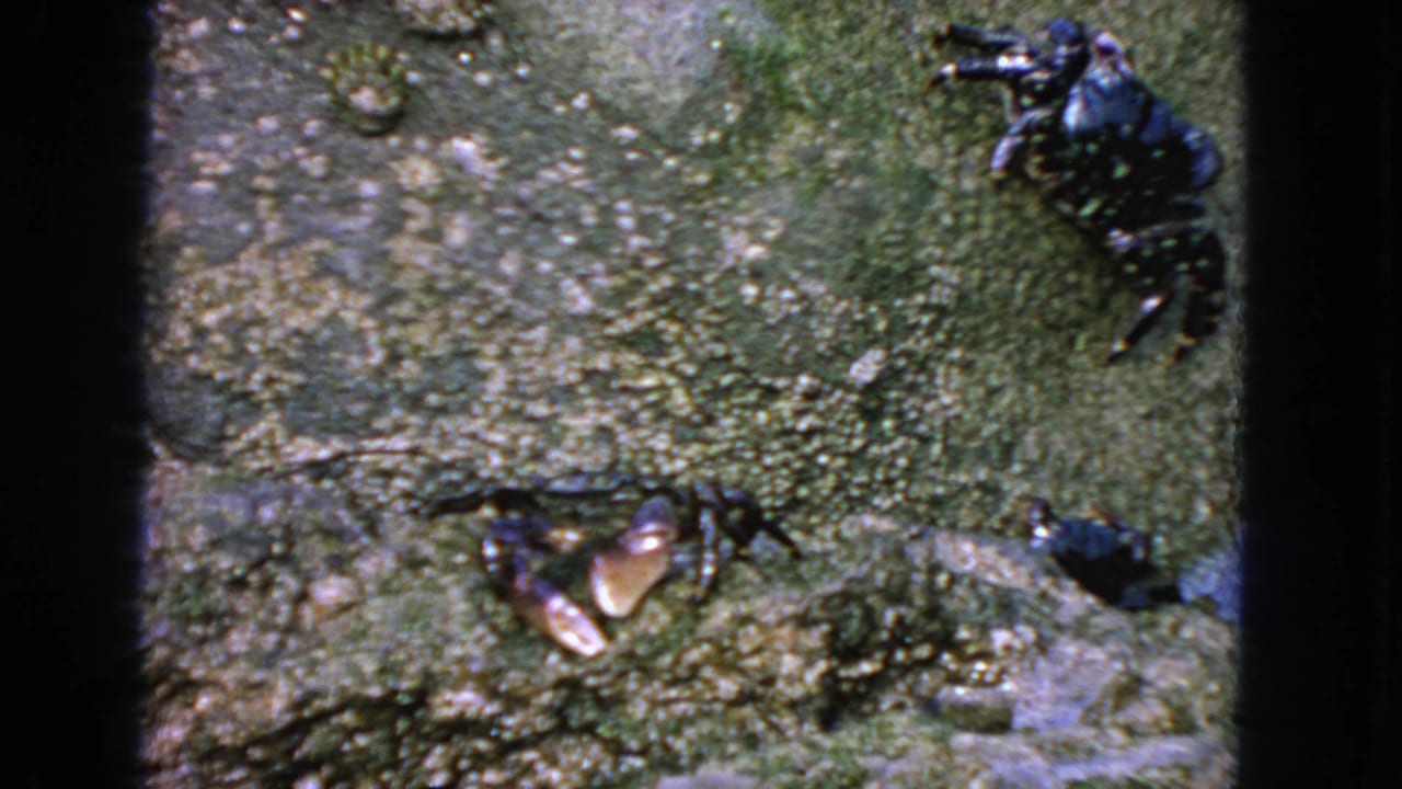 1963 8mm San Francisco home-movie frame showing three crabs moving across damp green rock.