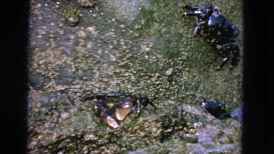1963 8mm San Francisco home-movie frame showing three crabs moving across damp green rock.