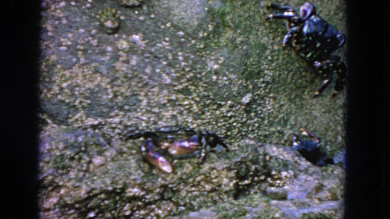 1963 8mm San Francisco frame with small crabs positioned across a damp, green-tinged rock face.