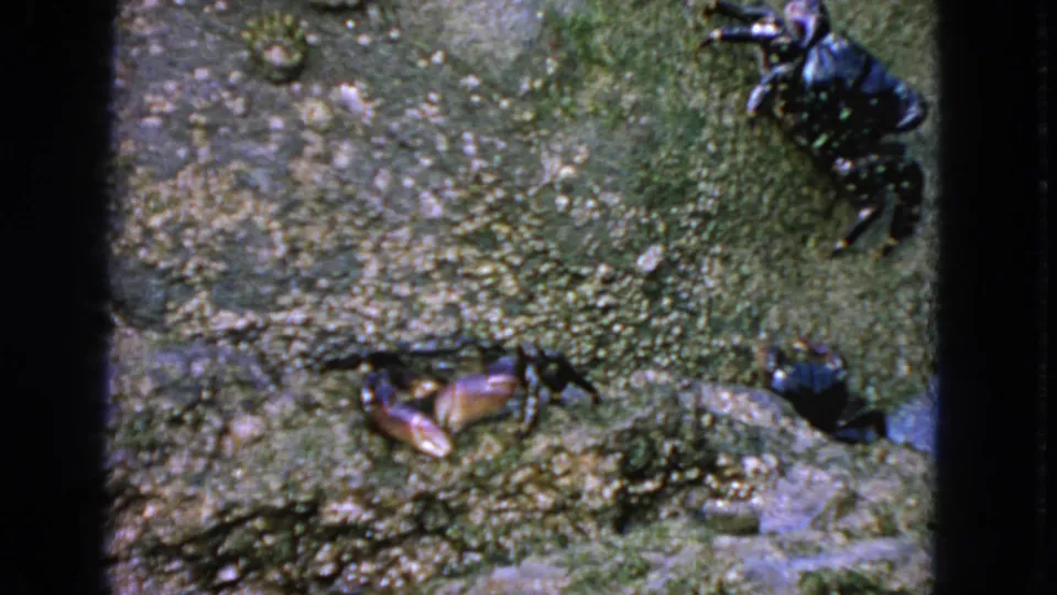 Overhead 1963 8mm frame of three crabs on damp mossy rock in San Francisco, with visible film borders.