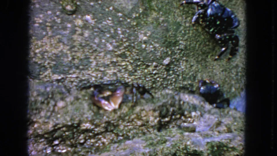 Final 1963 8mm San Francisco frame showing crabs against a damp moss-covered rock, framed by dark film edges.