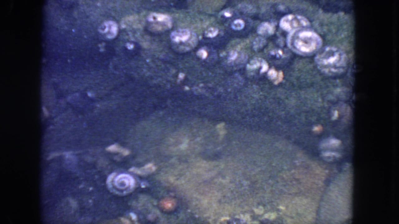 1963 San Francisco 8mm frame showing algae-dark rocks under water with small shells or mussels clustered near the upper edge.