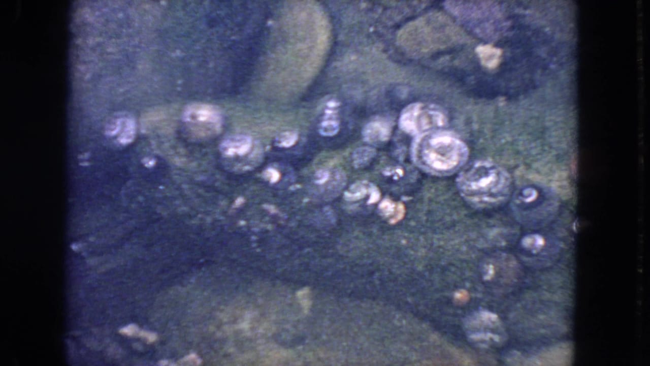 1963 San Francisco coastal home-movie frame with clustered seashells on dark rocks beneath softly tinted tide-pool water.