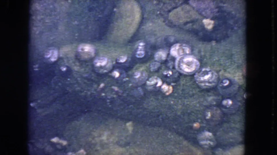 1963 San Francisco coastal home-movie frame with clustered seashells on dark rocks beneath softly tinted tide-pool water.