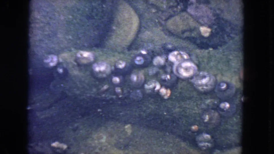 1963 San Francisco 8mm tide-pool frame showing shell clusters and dark submerged rock with visible grain and soft focus.
