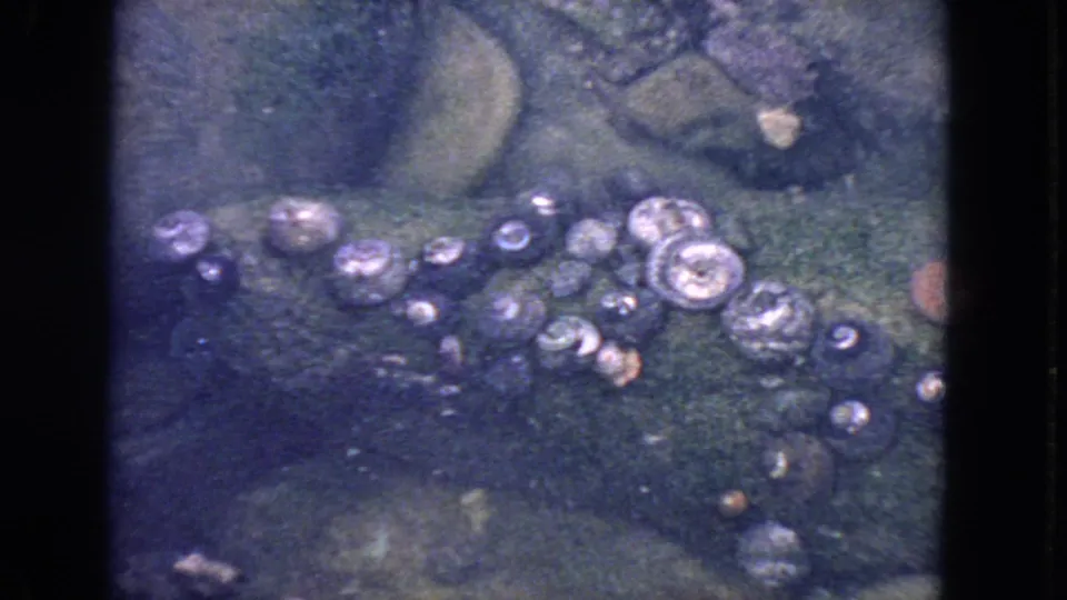 1963 San Francisco home-movie frame of small shells or mussels on algae-dark rock beneath blue-green tide-pool water.