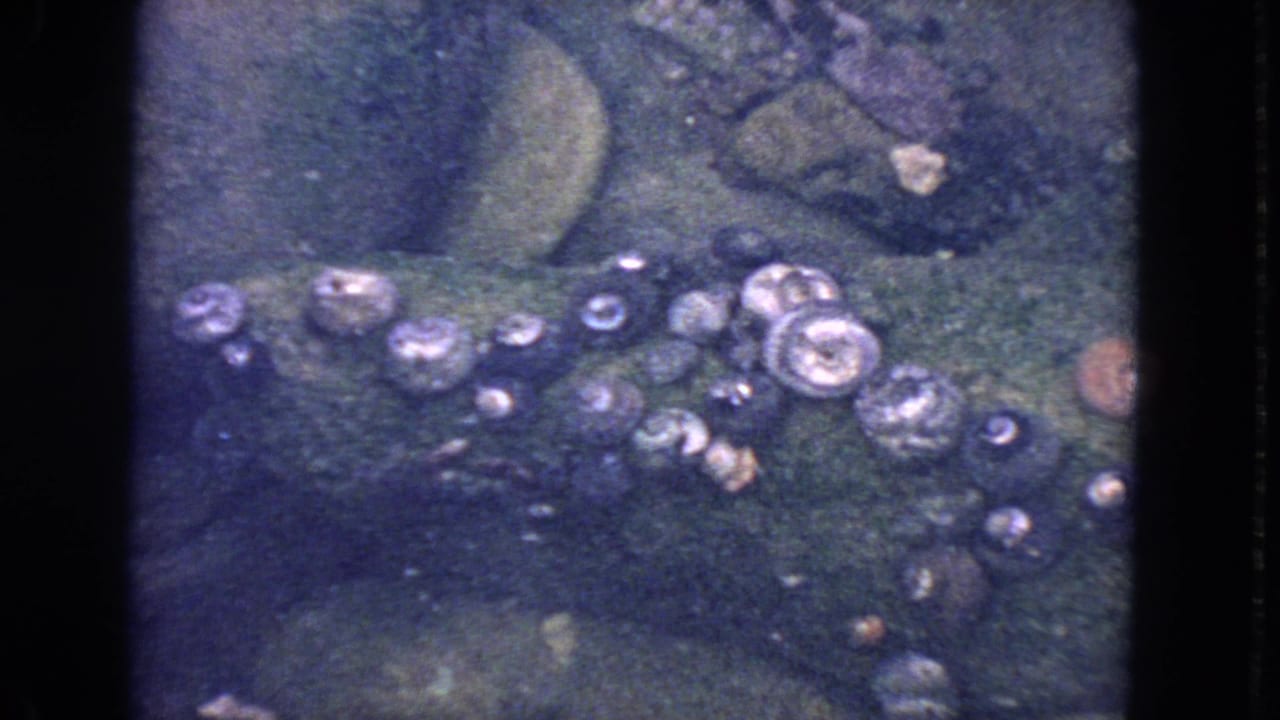Close view of barnacles attached to a dark wet rock surface.