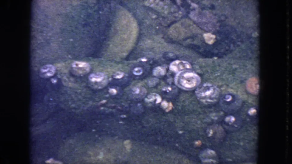 1963 8mm close-up of barnacles clustered on wet coastal rock, with soft grain and blue-green shadow tones.