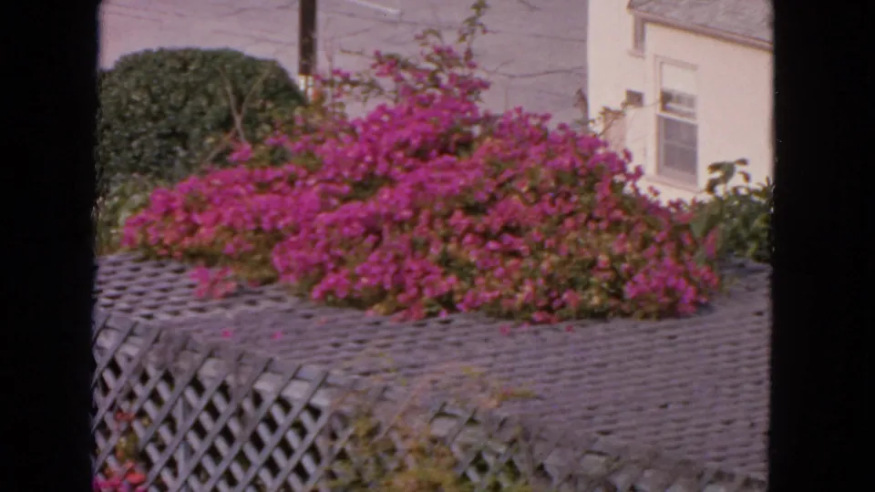 1963 San Francisco home-movie frame showing magenta bougainvillea over latticework beside a light building wall.