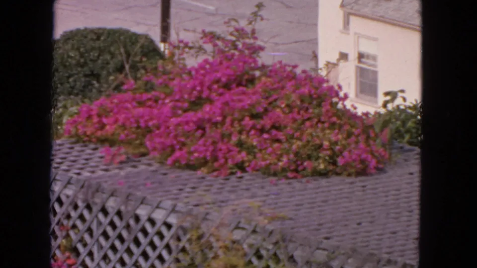 1963 San Francisco 8mm frame focused on bougainvillea, latticework, shrubs, and part of a pale building exterior.