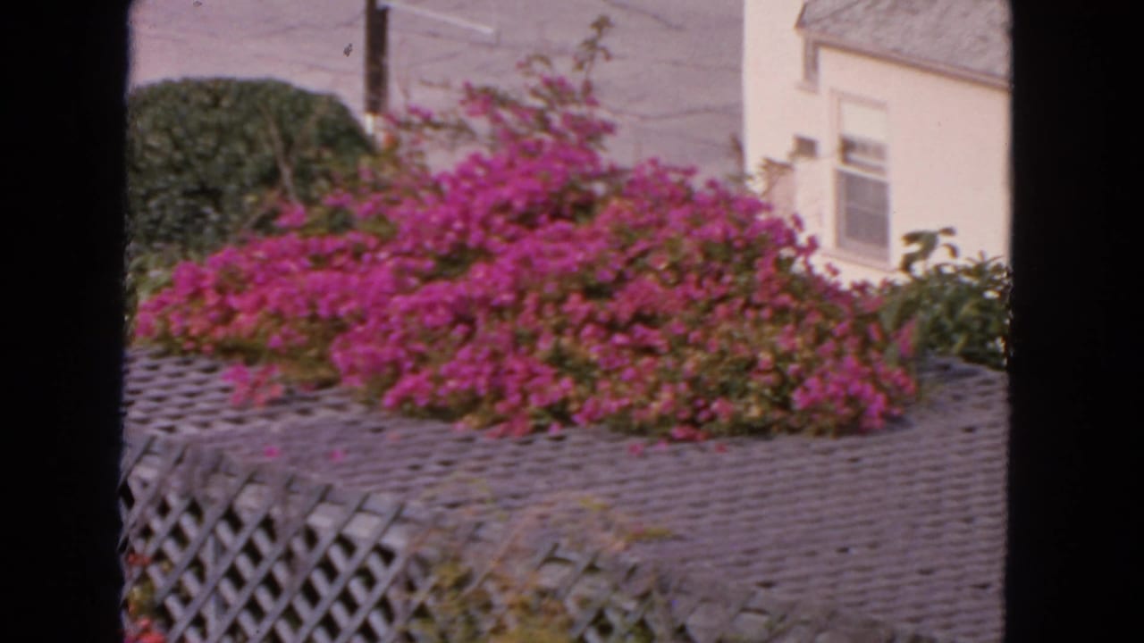 1963 San Francisco home-movie frame showing pink bougainvillea over a gray trellis near a pale house and shrubs.