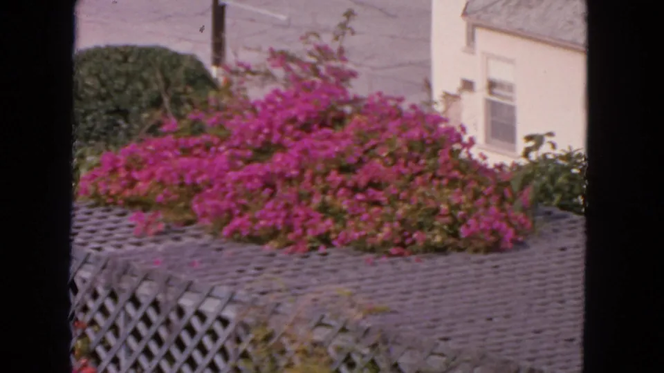 1963 San Francisco home-movie frame showing pink bougainvillea over a gray trellis near a pale house and shrubs.