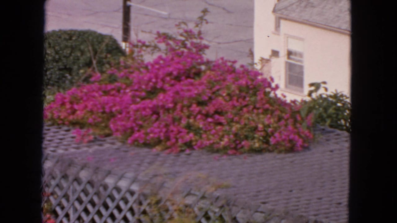 A similar 1963 San Francisco garden view shows dense pink flowers across a gray trellis with a house in back.