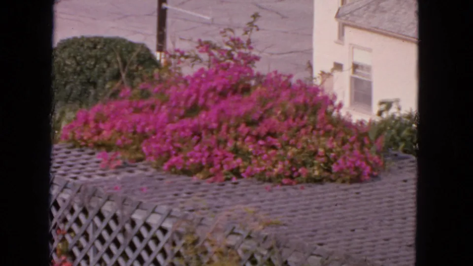 1963 San Francisco 8mm frame with pink flowers filling the foreground over a gray trellis near a pale house.