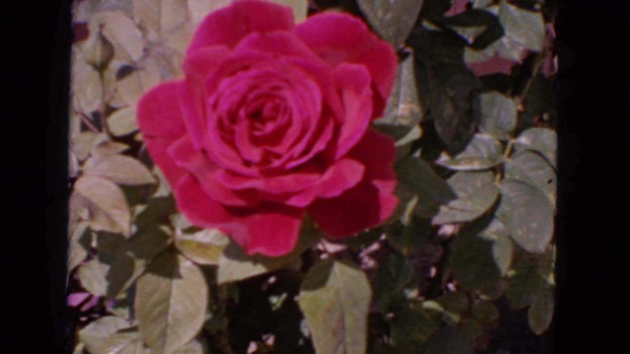Pink rose blossom among green leaves in bright sunlight.