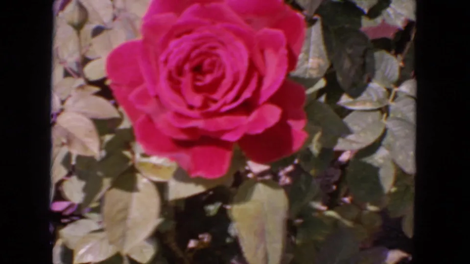 Close view of a pink rose and surrounding leaves in 1963 San Francisco 8mm footage.