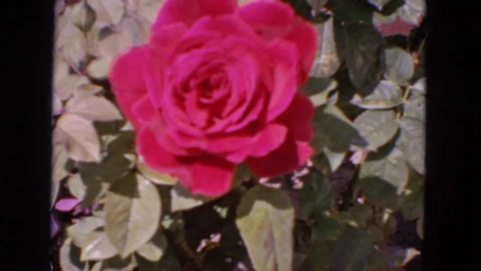 A slightly softer frame of the pink rose in a sunlit San Francisco garden, dated 1963 by metadata.