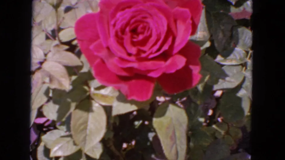 Pink rose close-up with leaves and visible film-frame edges in 1963 San Francisco 8mm footage.