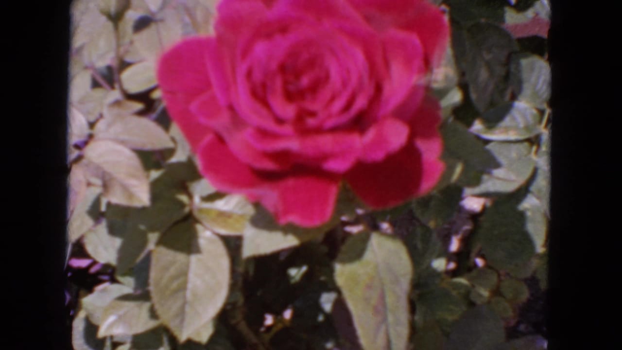 Close-up red rose with green leaves and dark film borders.