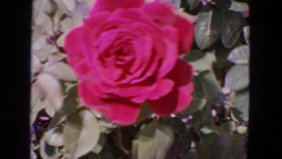 1963 San Francisco garden frame with a red rose bloom set against mixed green foliage on 8mm film.