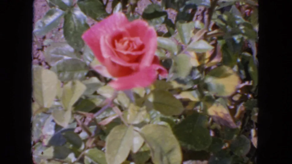 1963 San Francisco 8mm frame showing a pink rose bloom lower in the composition with leafy stems around it.