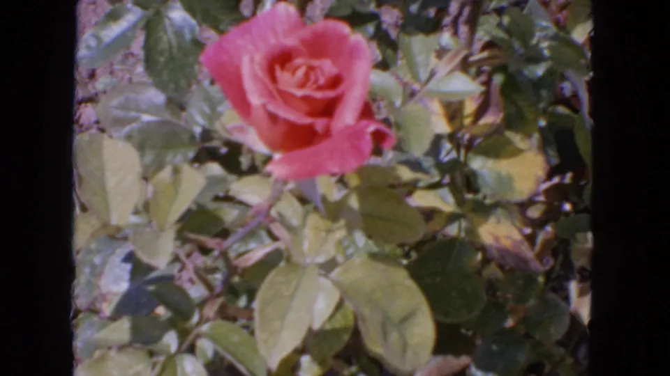 1963 San Francisco home-movie frame with a pink rose framed by green leaves and a dark film edge.