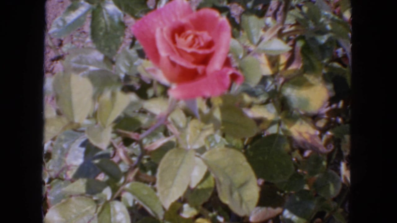 Pink rose blooming among green leaves in a garden.