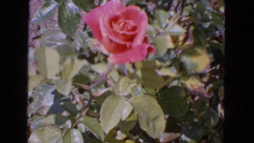 Close 1963 San Francisco 8mm view of a pink rose blooming among green garden leaves.
