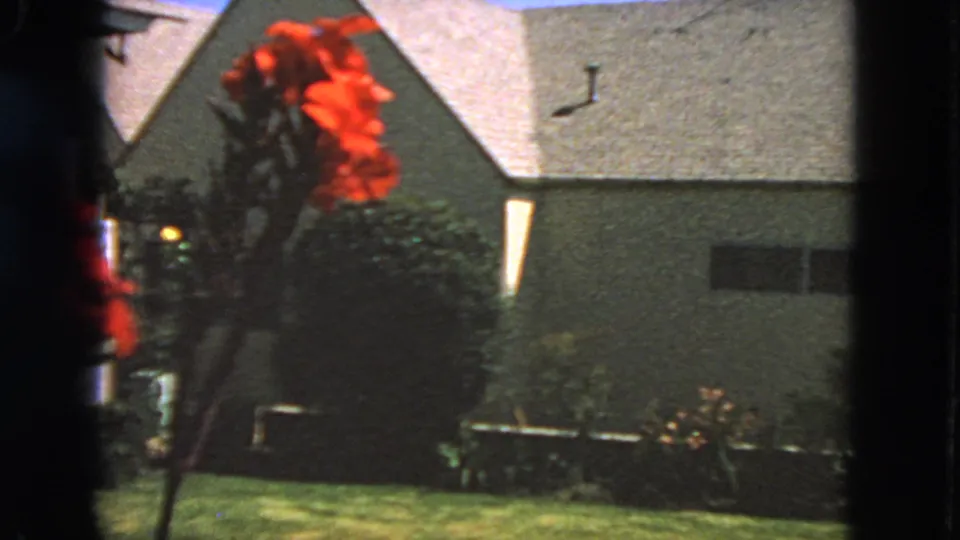 Tall red flowers stand near a textured residential wall, small windows, shrubs, and lawn in San Francisco footage from 1963.