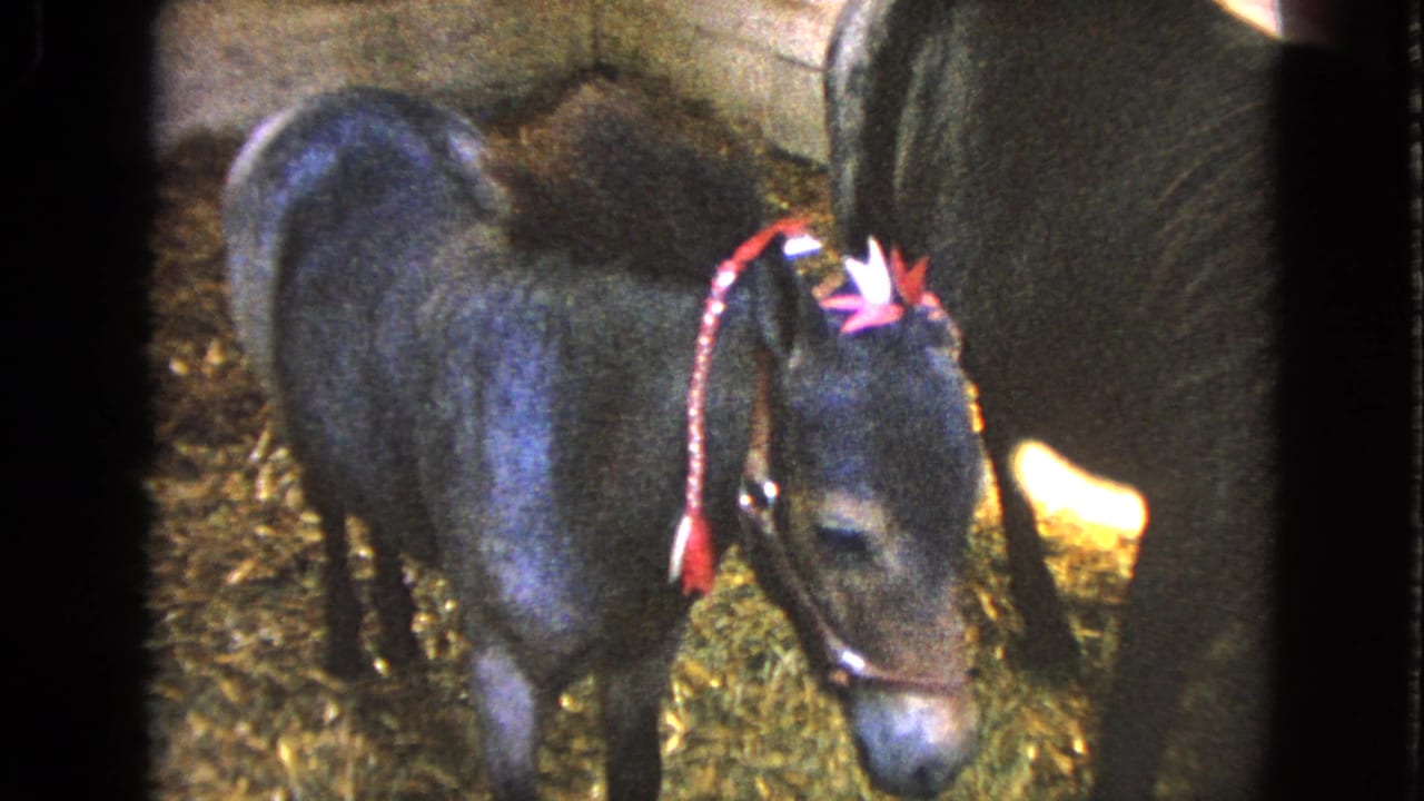 Young dark donkey wearing a red halter and bow stands on straw beside a larger animal.