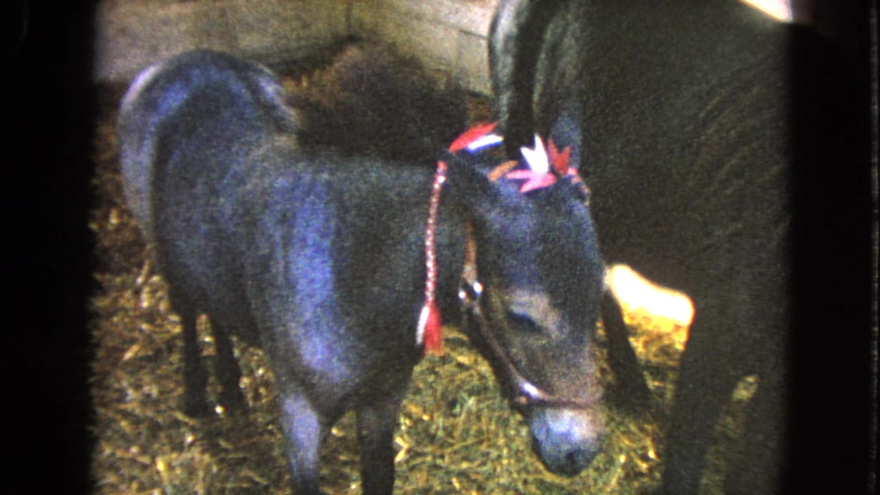 Donkey with a bow lowers its head near straw while another dark animal stands beside it.