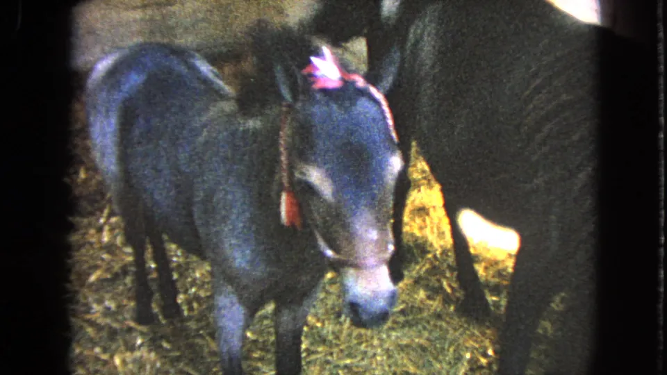 A decorated young donkey faces the camera in a straw stable, with a larger donkey partly blocking the right side of the frame.