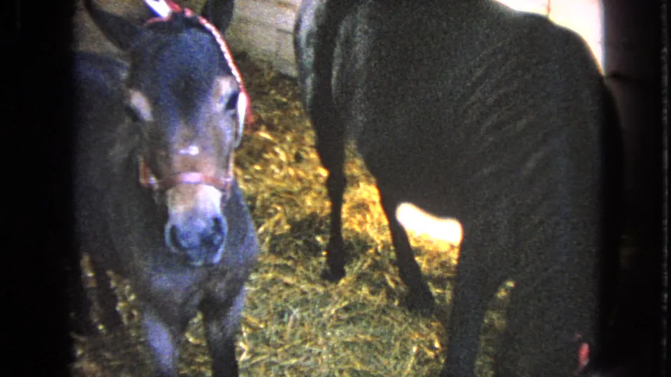 The young donkey stands alert and looks toward the camera inside the Walworth stable, with another donkey partly visible beside it.