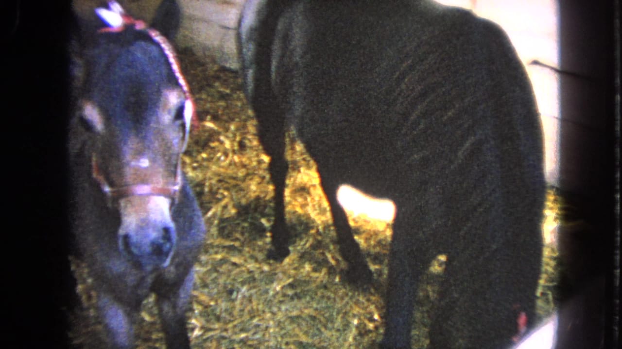 1963 Walworth, Wisconsin 8mm frame showing a haltered foal beside a dark horse on hay-strewn barn bedding.