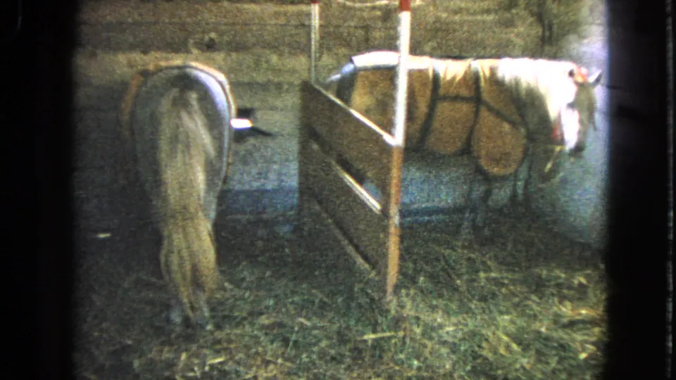 1963 Walworth, Wisconsin frame showing adjacent barn stalls with one horse from behind and another wearing a blanket.
