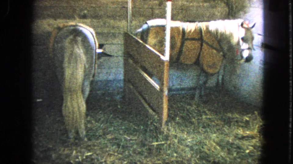 1963 Walworth, Wisconsin 8mm frame of a blanketed horse facing the camera from a hay-covered barn stall.