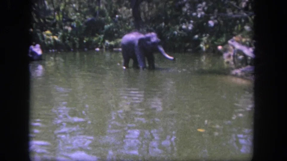 1962 Disneyland Jungle Cruise-style view of an elephant figure wading in green ride water, seen from a visitor boat amid dense foliage.