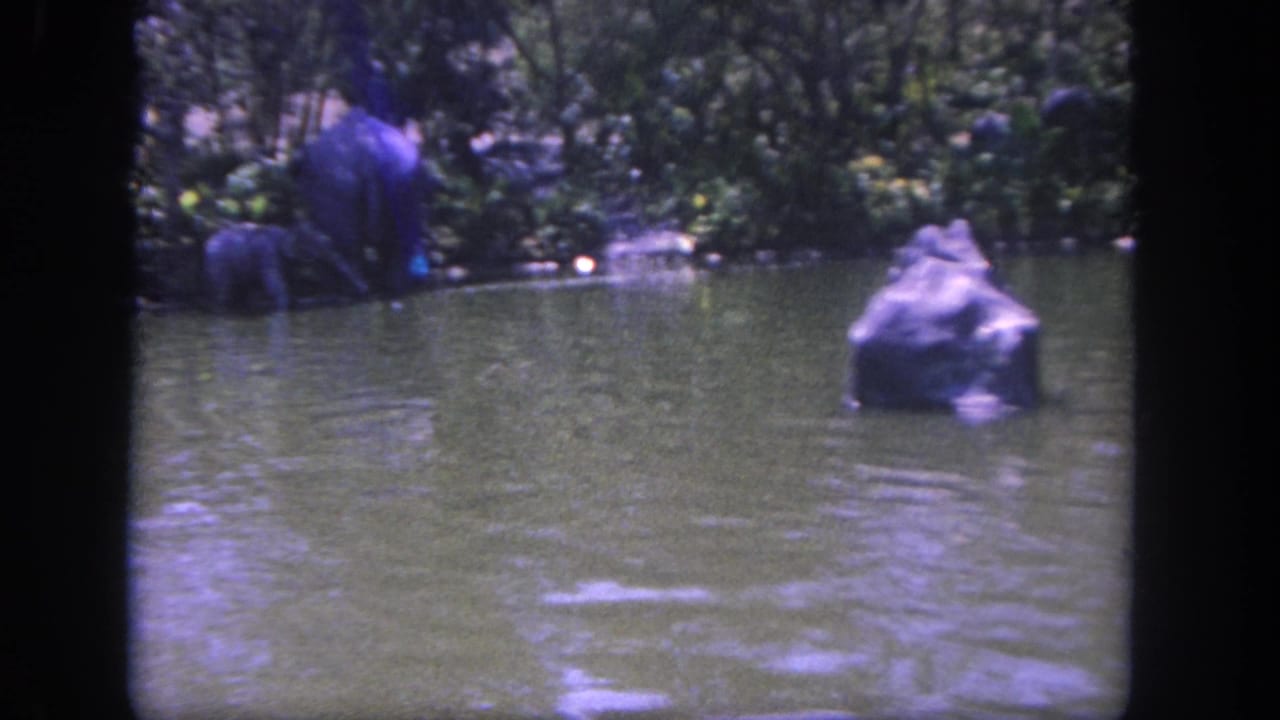 Elephant standing in a pond beside rocks and dense greenery.