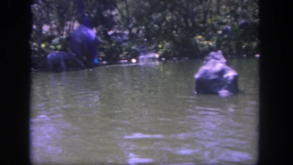 1962 Disneyland home-movie frame showing an elephant in shallow pond water near artificial rockwork and tropical planting.