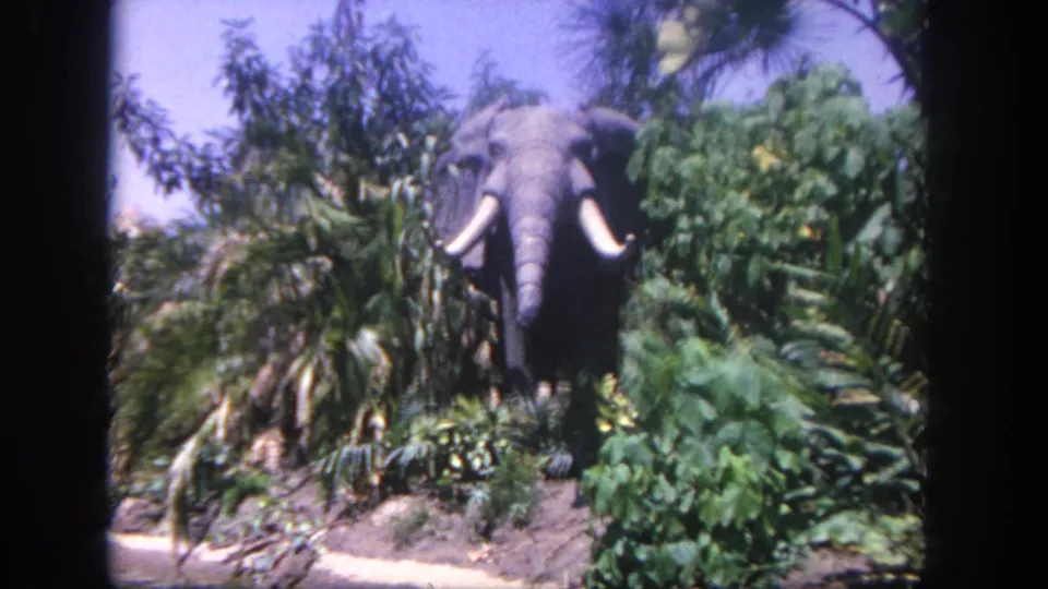 1962 Disneyland 8mm frame of a tusked mechanical elephant facing the camera through jungle-style planting near the waterway.